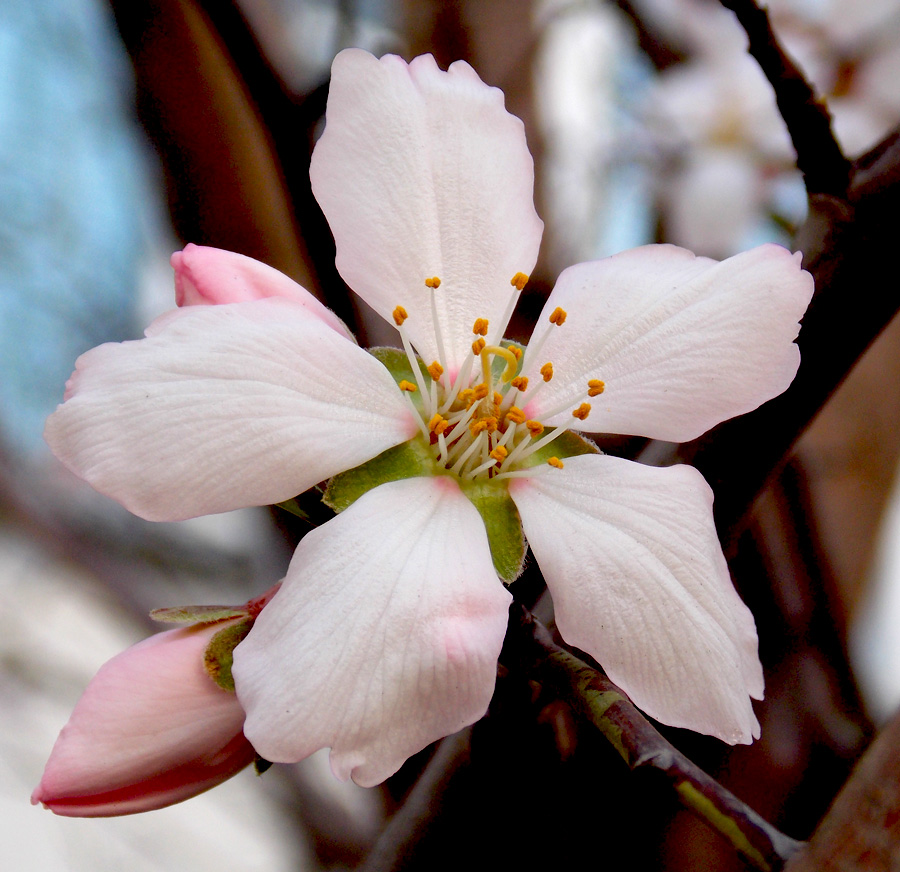 Изображение особи Amygdalus communis.