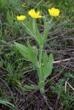 Ranunculus paucidentatus