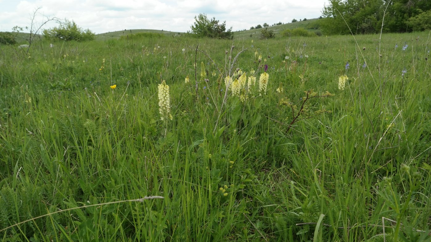 Изображение особи Pedicularis sibthorpii.