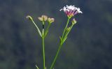 Asperula biebersteinii. Верхушка цветущего и плодоносящего растения. Республика Адыгея, Майкопский р-н, ок. 3 км к северу от пос. Гузерипль, восточный склон горы Казачья, выс. ок. 1200 м н.у.м., на краю скалы. 23.07.2016.