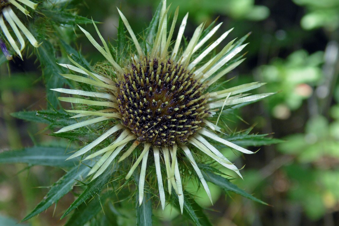 Image of Carlina biebersteinii specimen.