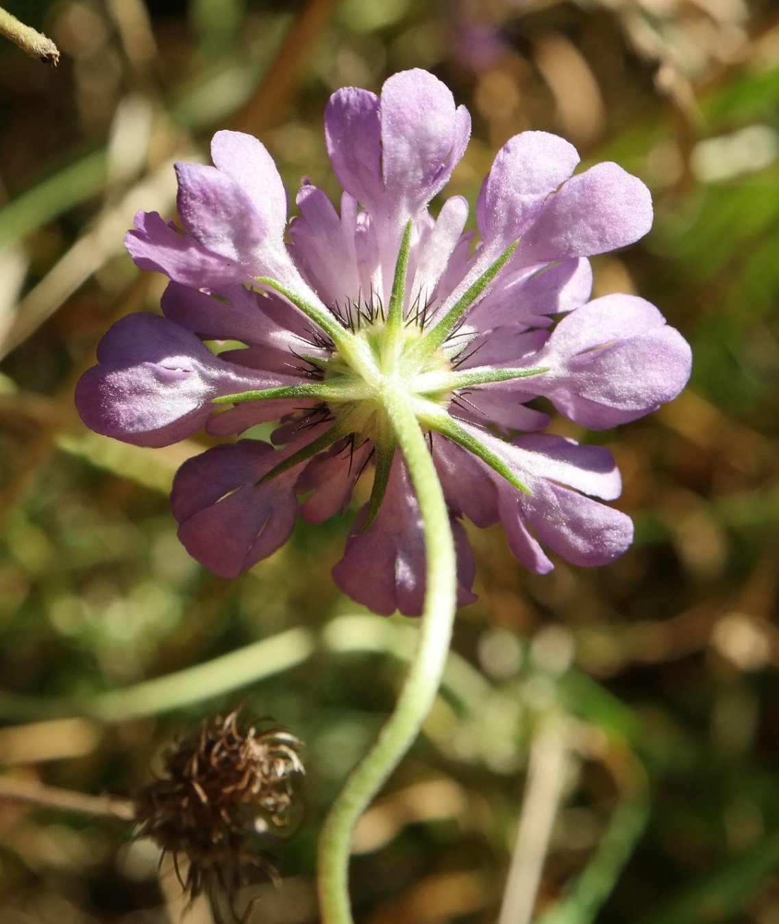 Изображение особи Scabiosa columbaria.