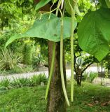 Catalpa bignonioides. Листья и плоды. Италия, г. Падуя, ботанический сад Падуанского университета (Orto Botanico). Июль.