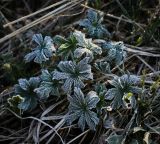 Trollius europaeus