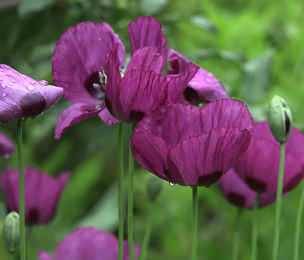 Изображение особи Papaver somniferum.