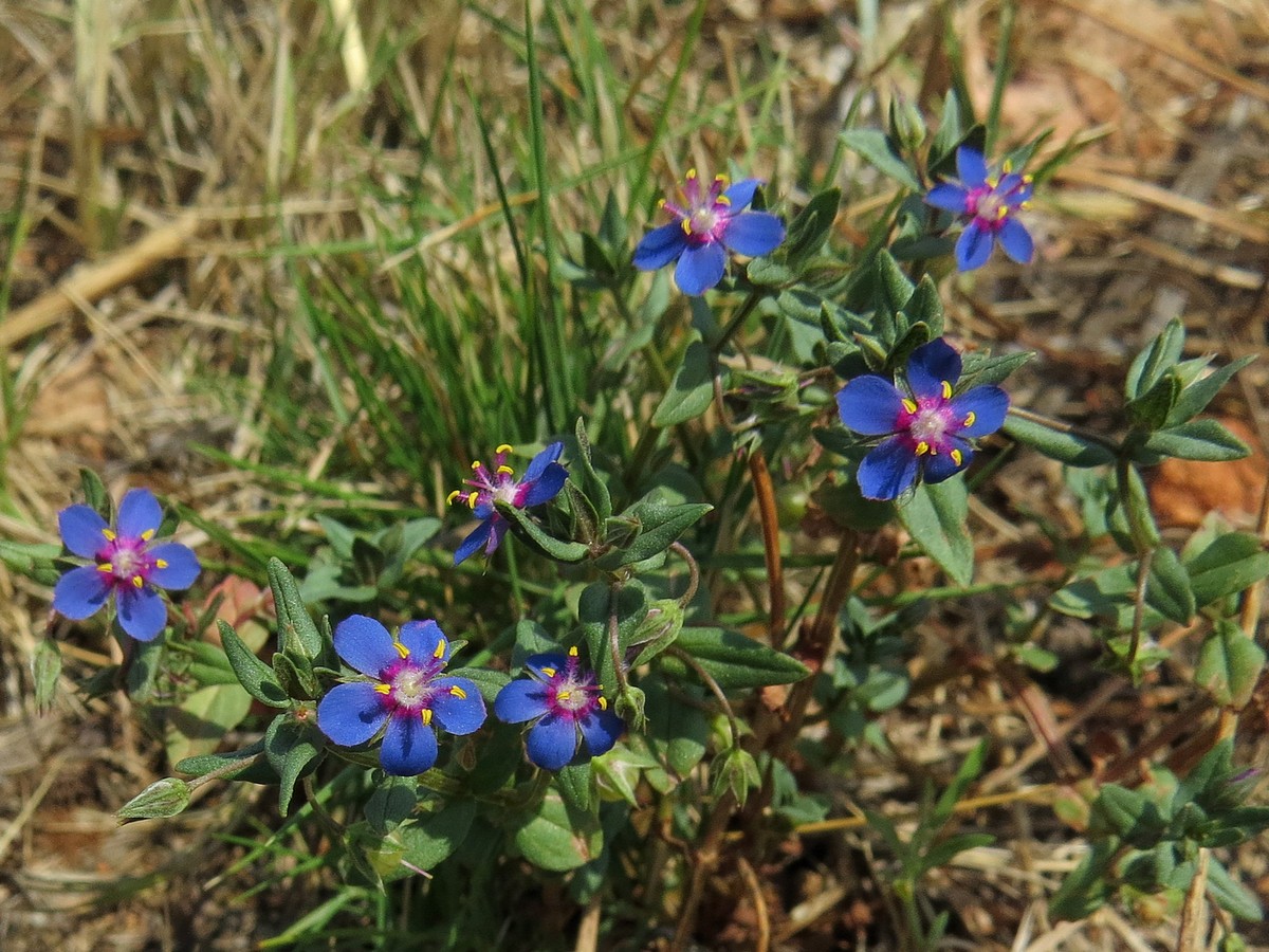 Изображение особи Anagallis foemina.