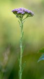 Achillea millefolium. Верхушка растения с соцветием. Ленинградская обл., Кингисеппский р-н, Кургальский п-ов, окр. дер. Тисколово, луг возле дороги. 16.07.2011.