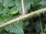 Rubus serpens