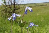 Clematis integrifolia