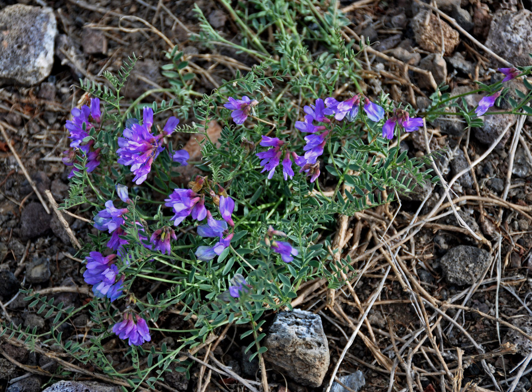 Image of Vicia macrantha specimen.