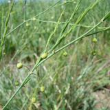 Asparagus officinalis