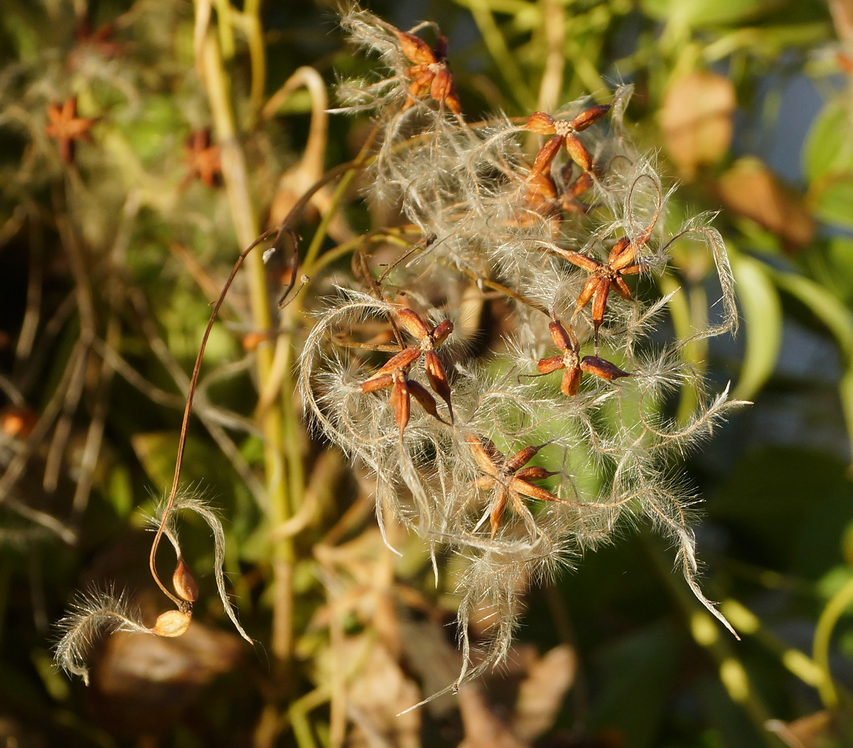 Изображение особи Clematis mandshurica.