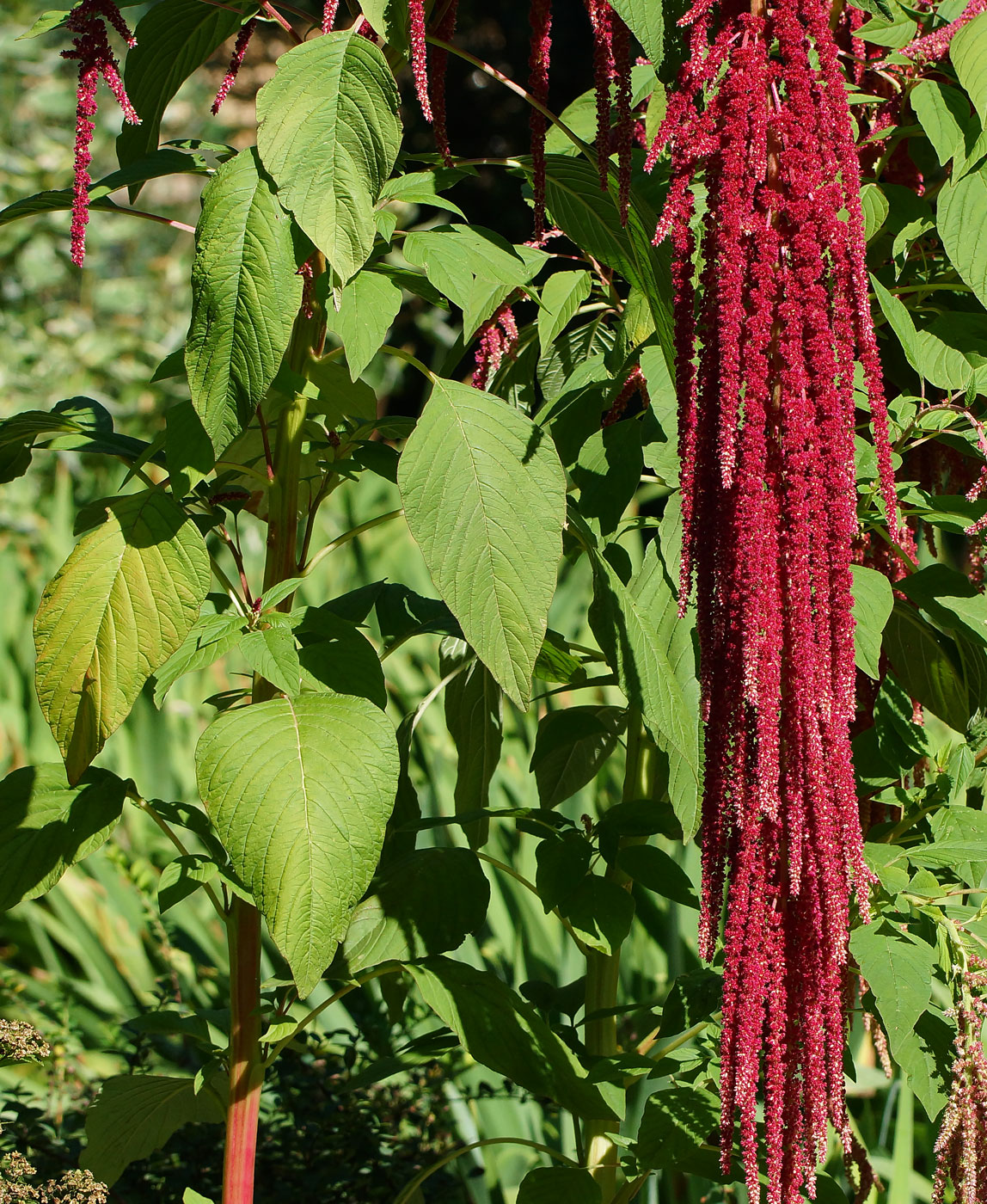 Изображение особи Amaranthus caudatus.