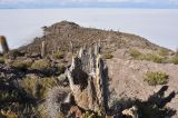 Trichocereus atacamensis. Пень от старого Trichocereus atacamensis. Боливия, солар Уюни, остров Пескадо. 17 марта 2014 г.