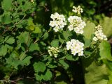 Spiraea trilobata. Верхушка ветви с раскрывшимися и нераскрывшимися соцветиями. Восточный Казахстан, г. Усть-Каменогорск, Архитектурно-ландшафтный музей-заповедник, в культуре. 21.05.2017.