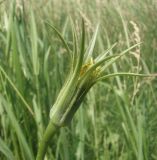 Tragopogon подвид desertorum