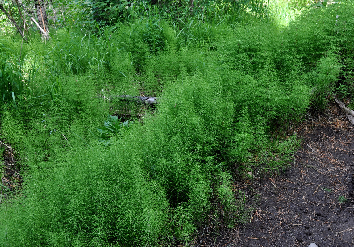 Изображение особи Equisetum sylvaticum.