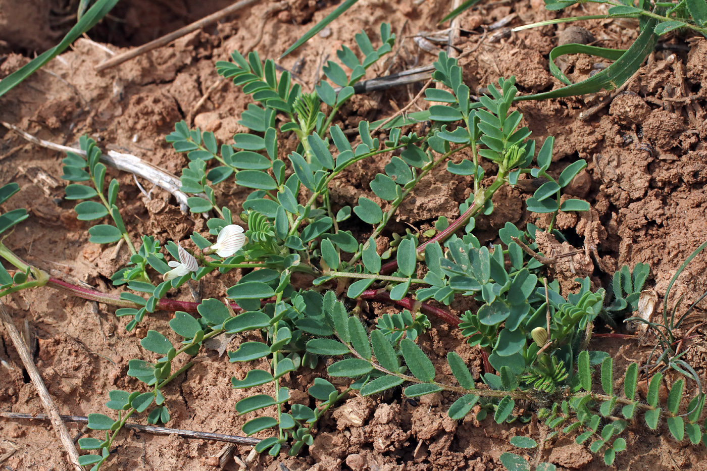 Изображение особи Astragalus guttatus.