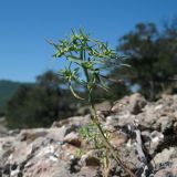 Euphorbia ledebourii
