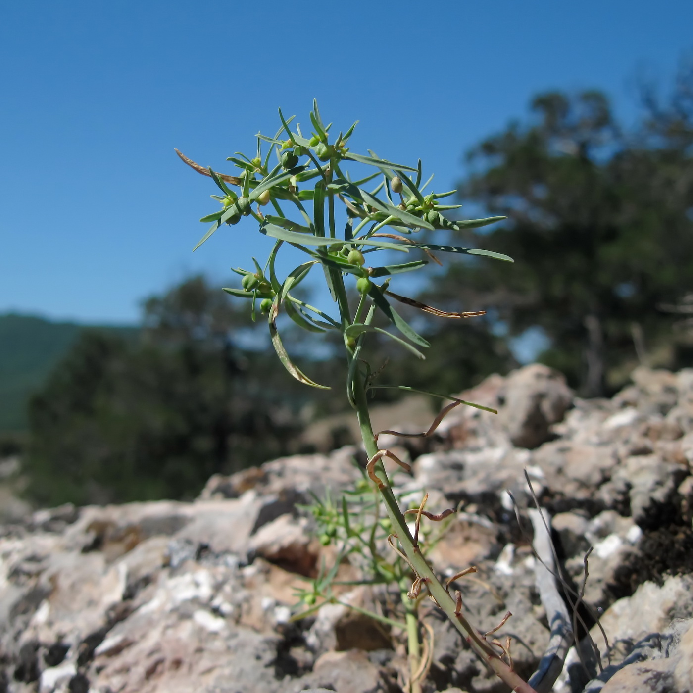 Изображение особи Euphorbia ledebourii.