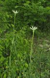 род Tragopogon. Цветущие растения. Краснодарский край, Крымский р-н, окр. пос. Жемчужный, заброшенный карьер, заросли кустарников. 12 мая 2019 г.