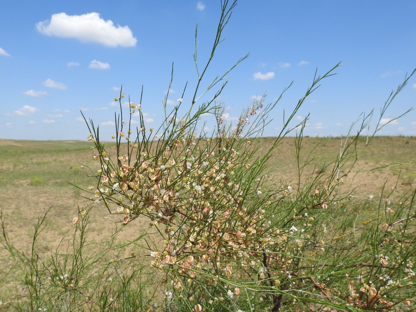 Изображение особи Calligonum aphyllum.