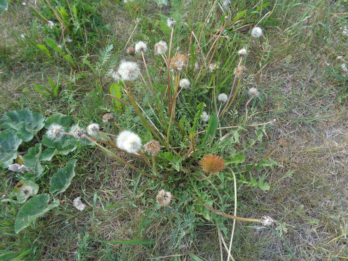 Изображение особи Taraxacum officinale.