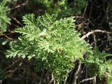 Artemisia stechmanniana