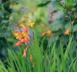 Crocosmia × crocosmiiflora. Верхушки цветущих побегов. Пермский край, г. Пермь, Кировский р-н, садовый участок, цветник. 21.08.2019.