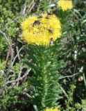 Rhodiola litwinowii. Верхушка цветущего растения с кормящимися мухами. Кыргызстан, Чуйская обл., Жайылский р-н, долина р. Кара-Балта. 24.05.2019.