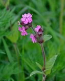 Melandrium dioicum. Верхушка побега с соцветием. Московская обл., Пушкинский р-н, окр. дер. Мураново, луг. 25.05.2019.