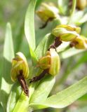 Dactylorhiza viridis