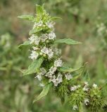 Lycopus europaeus. Верхушка цветущего побега. Краснодарский край, станица Крыловская, прибрежные заросли в пойме р. Челбас. 07.09.2010.