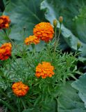 Tagetes patula. Верхушки побегов с цветущими и развивающимися соцветиями. Челябинская обл., Сосновский р-н, пос. Кременкуль, в культуре. 27.07.2020.