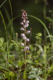 Pyrola incarnata