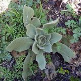 Verbascum thapsus. Розетка прикорневых листьев. Чувашия, окр. г. Шумерля, вырубка за Низким полем. 4 мая 2005 г.