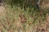 Ononis mitissima. Куртина цветущих растений. Израиль, горы Самарии, западная часть, поселение Альпей Менаше, склон западной экспозиции. 28.04.2022.