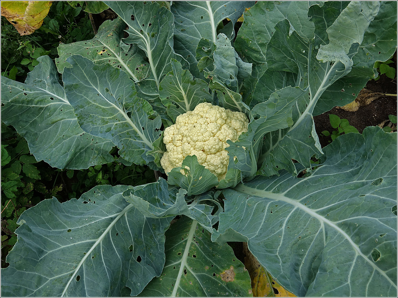 Изображение особи Brassica oleracea var. botrytis.