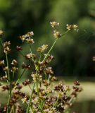 Juncus articulatus