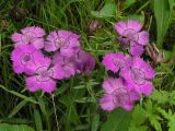 Dianthus chinensis