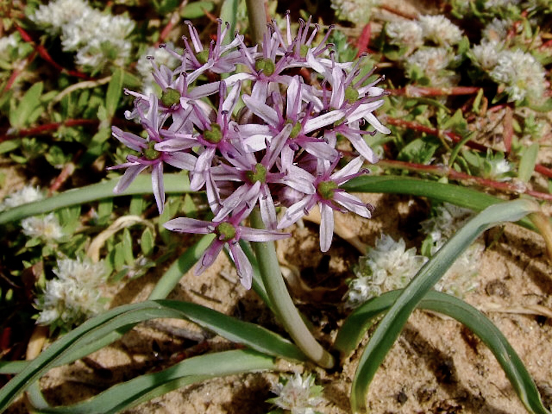 Image of Allium tel-avivense specimen.