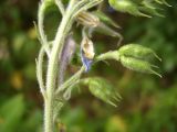 Delphinium uralense