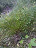 Carex paupercula