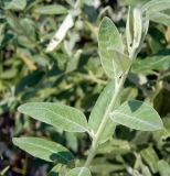 Elaeagnus angustifolia. Верхушка побега. Украина, Херсонская обл., Скадовский район, остров Джарылгач, дюны на южной стороне острова. Август 2012 г.