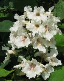 Catalpa bignonioides. Соцветие. Украина, г. Запорожье, в культуре. 15.06.2008.