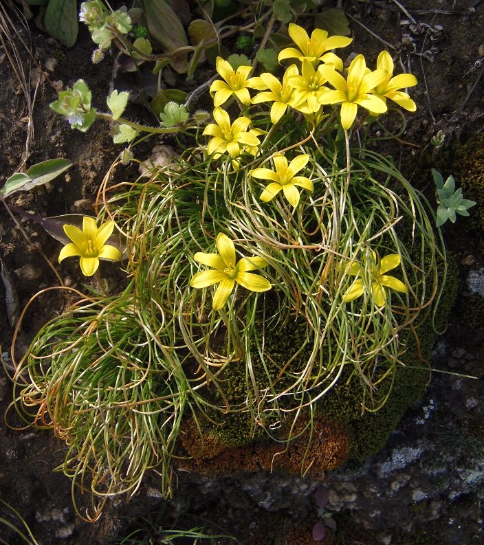 Изображение особи Gagea bulbifera.