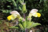 Phlomoides labiosa