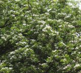 Crataegus monogyna