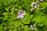 Cardamine macrophylla. Соцветия и листья. Республика Бурятия, Прибайкальский р-н, берег ручья в смешанном лесу. 30.06.2013.