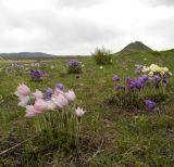 Pulsatilla multifida